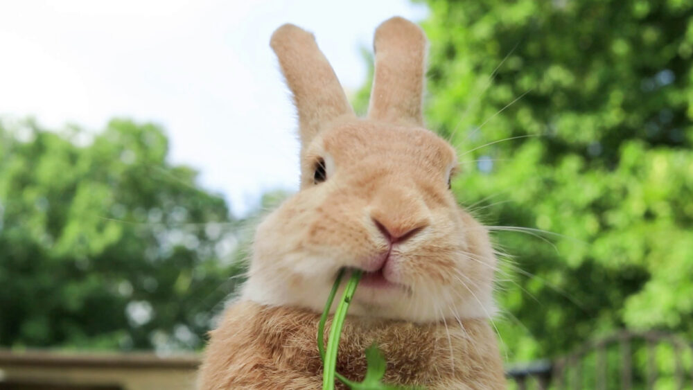 BGRAPHIC ønsker glædelig påske
